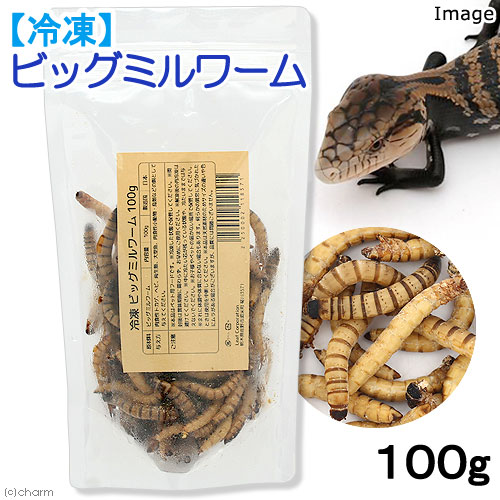 楽天市場 冷凍 冷凍ビッグミルワーム １００ｇ 爬虫類エサ 無添加 無着色 別途クール手数料 常温商品同梱不可 Charm 楽天市場店