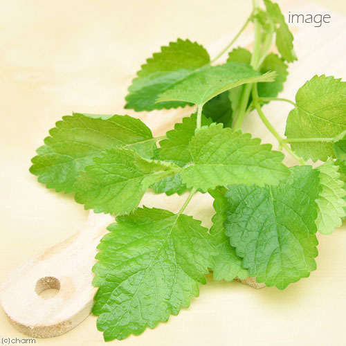 楽天市場 国産 レモンバーム ５ｇ 小動物のおやつ うさぎ ハムスター 無添加 無着色 関東当日便 Charm 楽天市場店