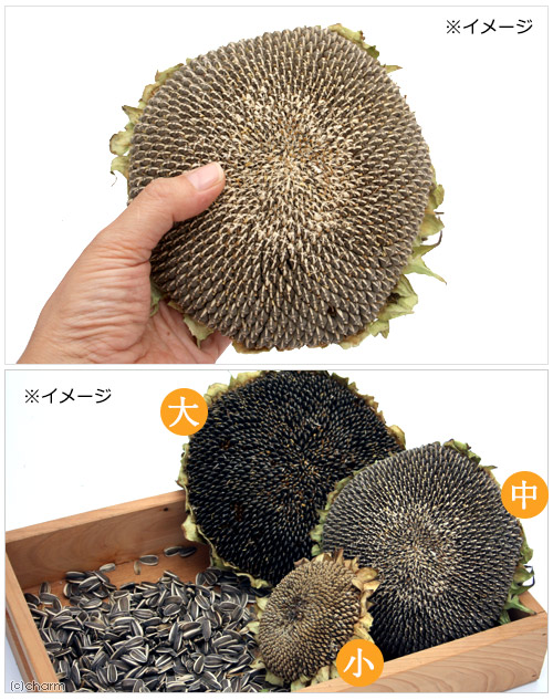 楽天市場 国産 そのままひまわりの種 中 １個 小動物用のおやつ おもちゃ ハムスター うさぎ 無添加 無着色 関東当日便 Charm 楽天市場店