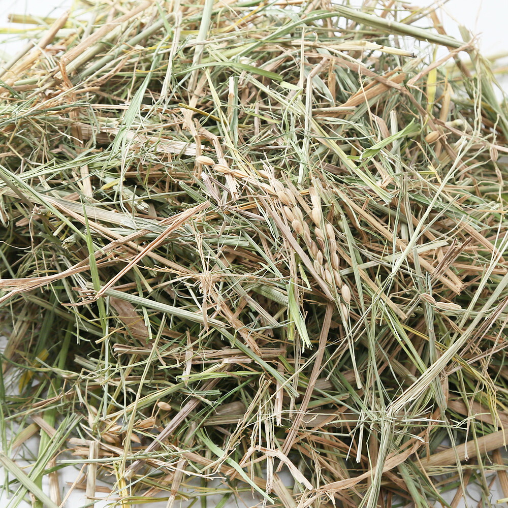 国産 やみつき干し稲 １００ｇ おやつ牧草 敷材 関東当日便 最大73％オフ！