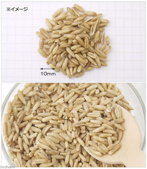 【楽天市場】小鳥のためのむきえん麦 50g（殻なし） 鳥 フード 餌 おやつ 無添加 無着色 関東当日便：charm 楽天市場店