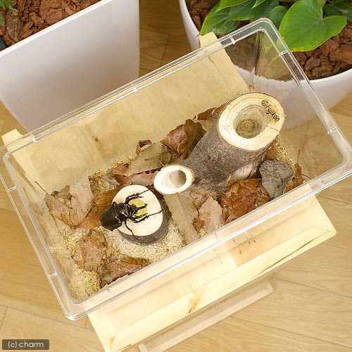 chanet | Rakuten Global Market: Kabuto-stag beetle breeding primer set ...