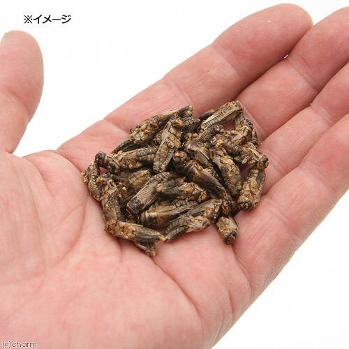 楽天市場 国産 乾燥 足なしイエコ ５０ｇ 昆虫食小動物 爬虫類用 無添加 無着色 関東当日便 Charm 楽天市場店