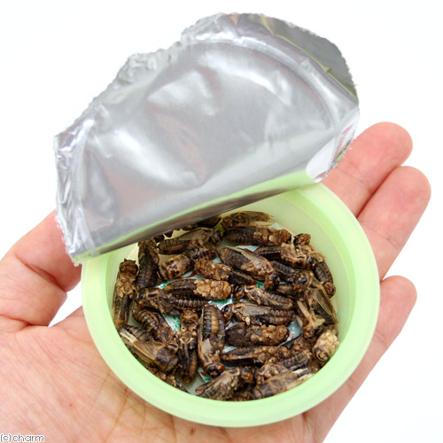 楽天市場 国産 乾燥 足なしイエコ ９ｇ ３ｇ ３ カップタイプ 昆虫食小動物 爬虫類用 無添加 無着色 関東当日便 Charm 楽天市場店