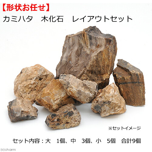 楽天市場】形状お任せ 木化石 SSサイズ（約3〜6cm） 5個