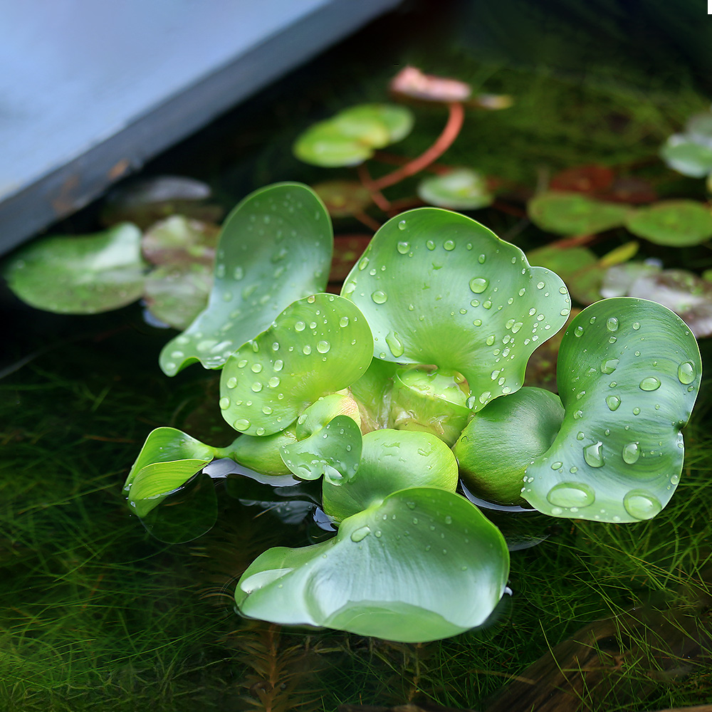 楽天市場】（ビオトープ）水辺植物 アマゾンフロッグビット（無農薬