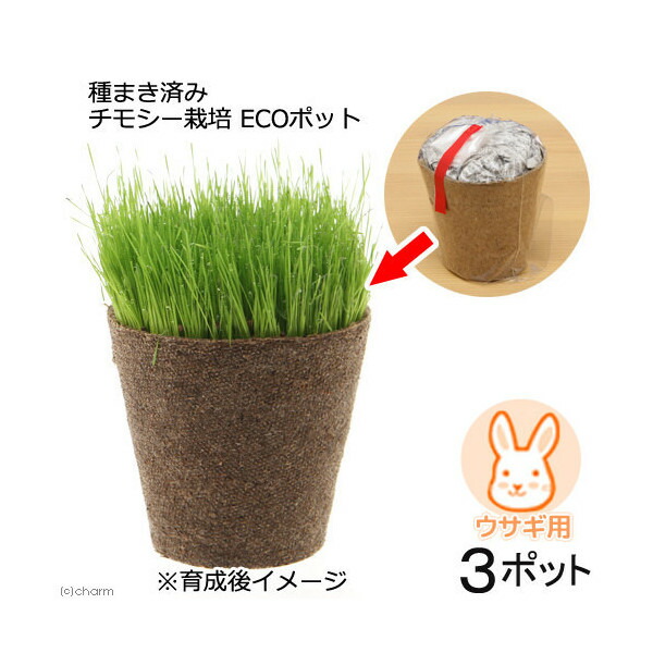 楽天市場 観葉植物 種まき済み チモシー栽培 ｅｃｏポット ３ポット うさぎ用 Charm 楽天市場店