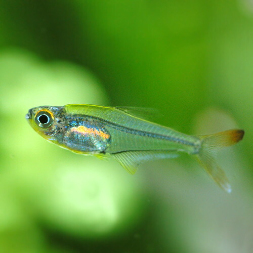 公式の 楽天市場 熱帯魚 クリスタル レインボーテトラ ワイルド １０匹 沖縄別途送料 北海道 九州航空便要保温 Charm 楽天市場店 独創的 Lexusoman Com
