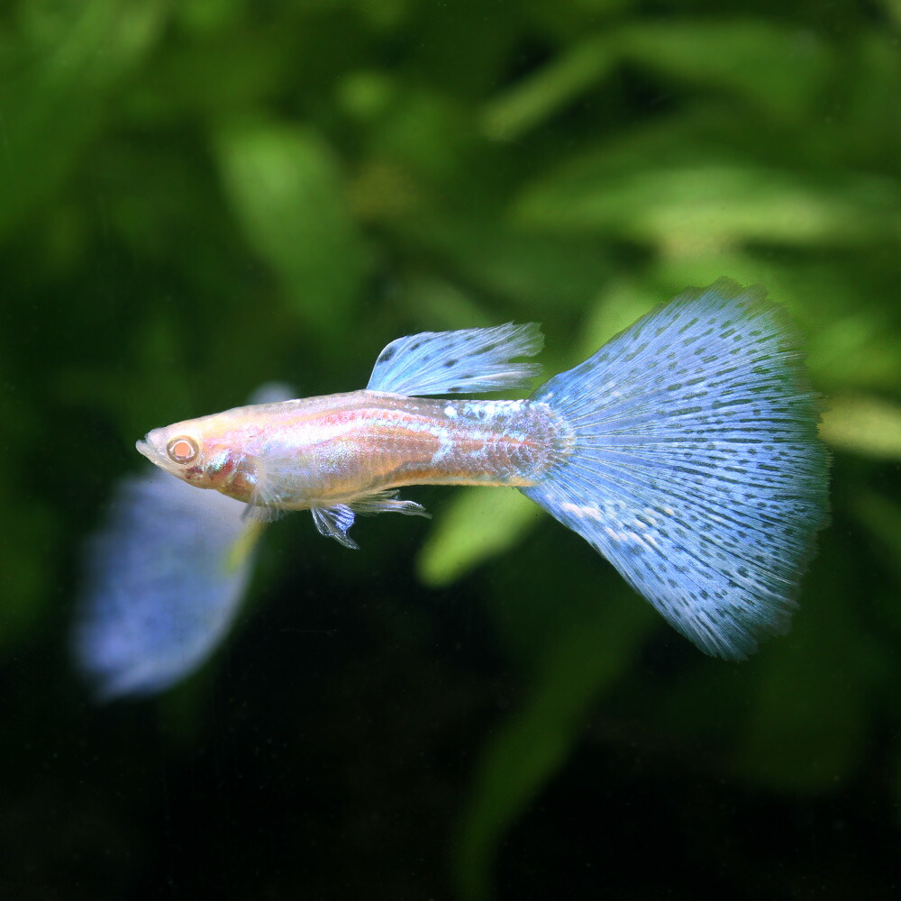 熱帯魚 青碧水呑グッピー 国産グッピー セイヨウナシ 北海道 九州航空華墨枢軸保温 沖縄別途貨物輸送 Biscochohaus Com
