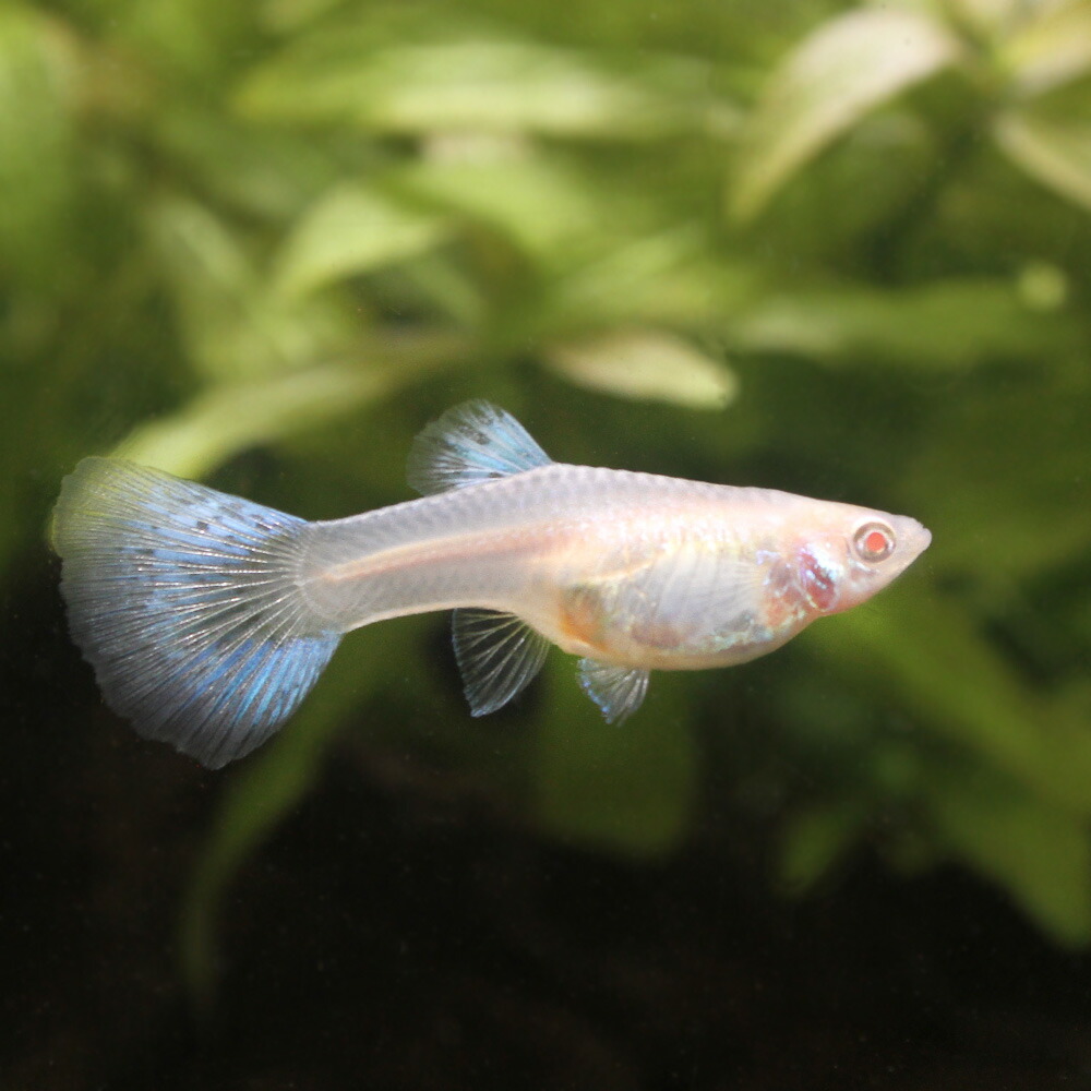 熱帯魚 青碧水呑グッピー 国産グッピー セイヨウナシ 北海道 九州航空華墨枢軸保温 沖縄別途貨物輸送 Biscochohaus Com
