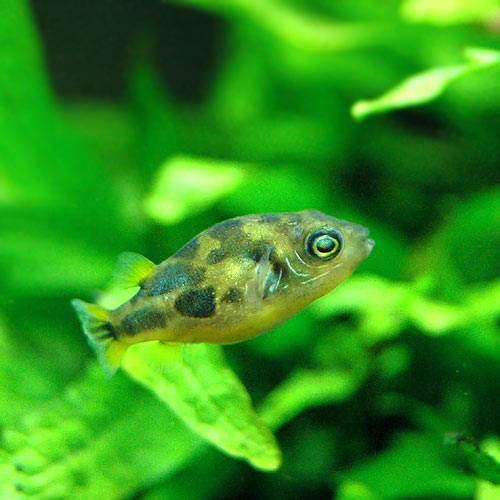 楽天市場 熱帯魚 アベニーパファー ４匹 北海道 九州航空便要保温 Charm 楽天市場店