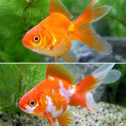 楽天市場】（国産金魚）更紗琉金（5匹） : charm 楽天市場店