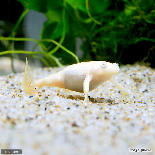 楽天市場 両生類 アフリカツメガエル アルビノ ３匹 Charm 楽天市場店