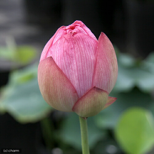 楽天市場 ビオトープ めだか はじめてのハス栽培セット 招福蓮 ライズ セサミグレー ヒメダカ 浮き草他 説明書付 本州四国限定 Charm 楽天市場店