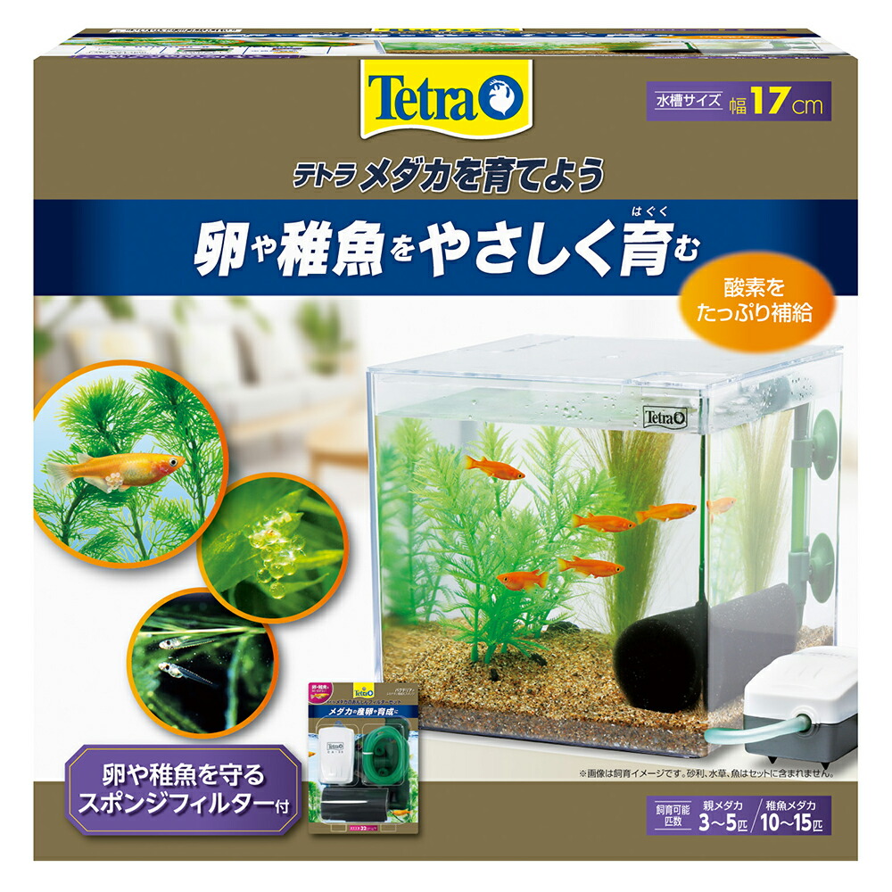 絶品】 スズキのミニアクアリウム 魚用品