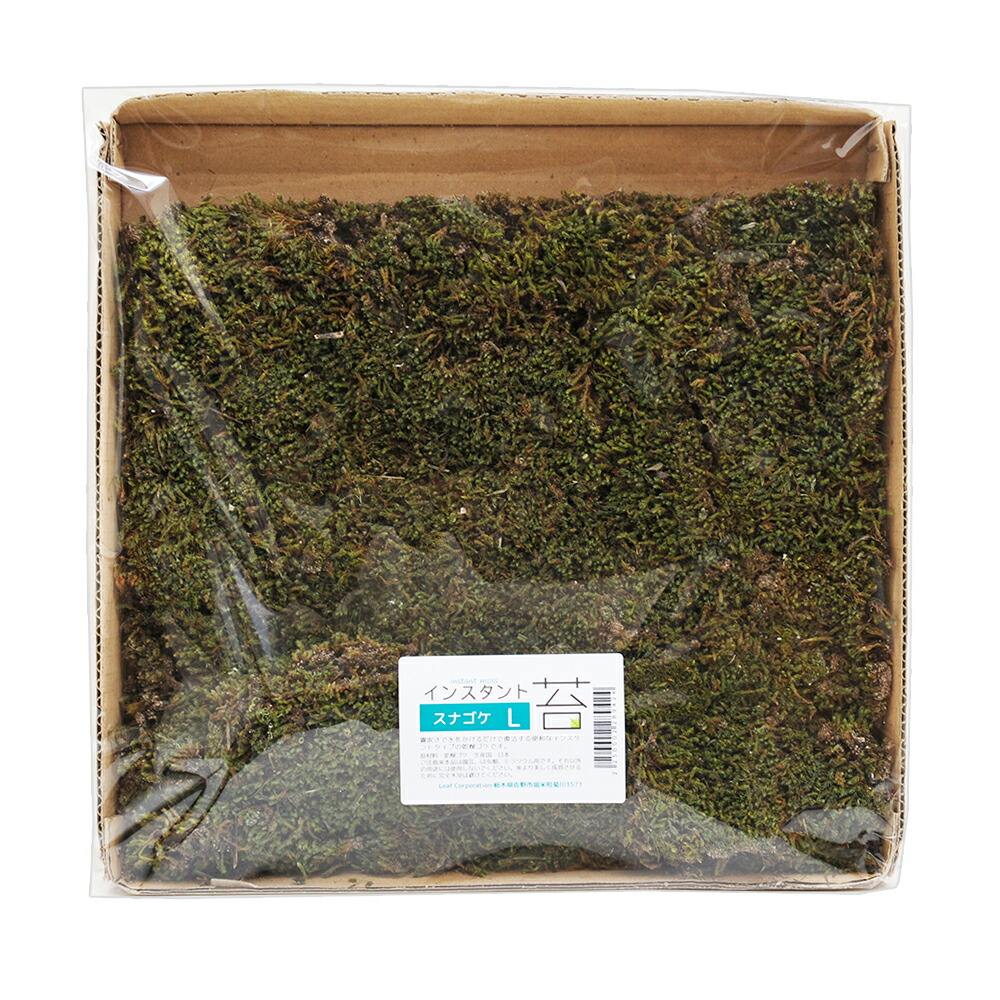 Glasia　水上育成用　６０×３０×１０ｃｍ　６０ｃｍ水槽　単体　沖縄別途送料 楽天市場】GLASIA 水上育成用 600（60×30×10cm