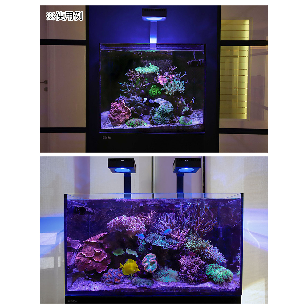 レッドシー ＲＥＥＦ ＬＥＤ 成長 関東当日便 ９０ サンゴ 水槽 色揚げ