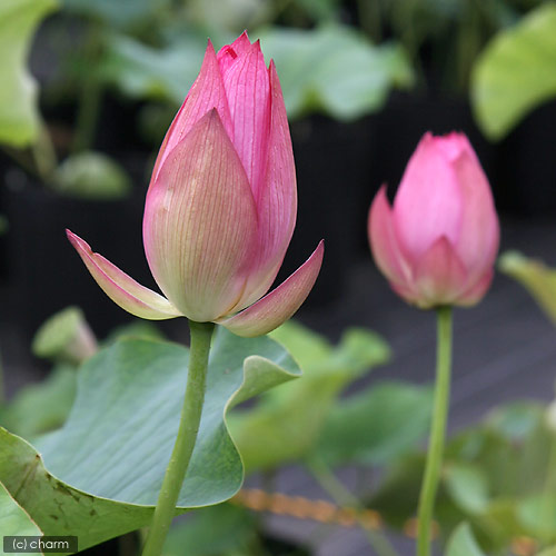 楽天市場 ビオトープ めだか はじめてのハス栽培セット 赤蓮 陶鉢４４０ ヒメダカ 浮き草 他 説明書付 本州四国限定 Charm 楽天市場店