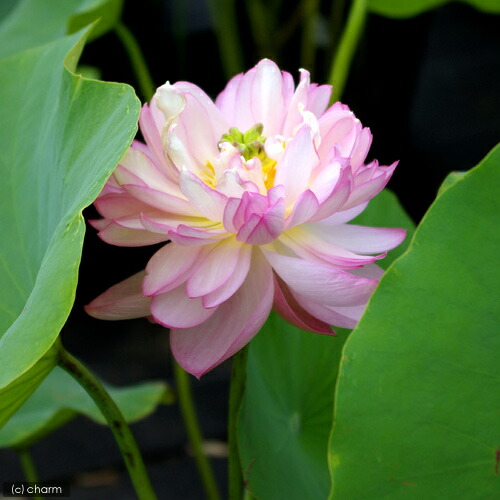 ビオトープ めだか はじめてのハス栽培セット 杏花春雨 ライズ セサミグレー ヒメダカ 浮き草他 説明書付 本州四国限定 Educaps Com Br