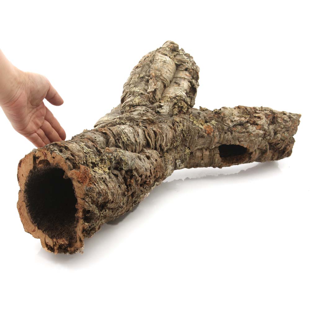 相貌おまかせ 管銘柄コルク 号数 頭分さ ラン エアプランツ 着生植物 爬虫 関東当日軽らか Hotjobsafrica Org