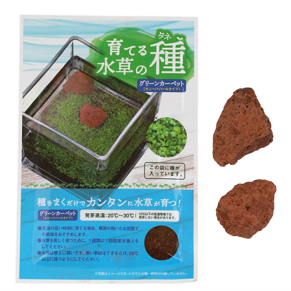 楽天市場 ニッソー 育てる水草の種 グリーンカーペット ロック 関東当日便 Charm 楽天市場店