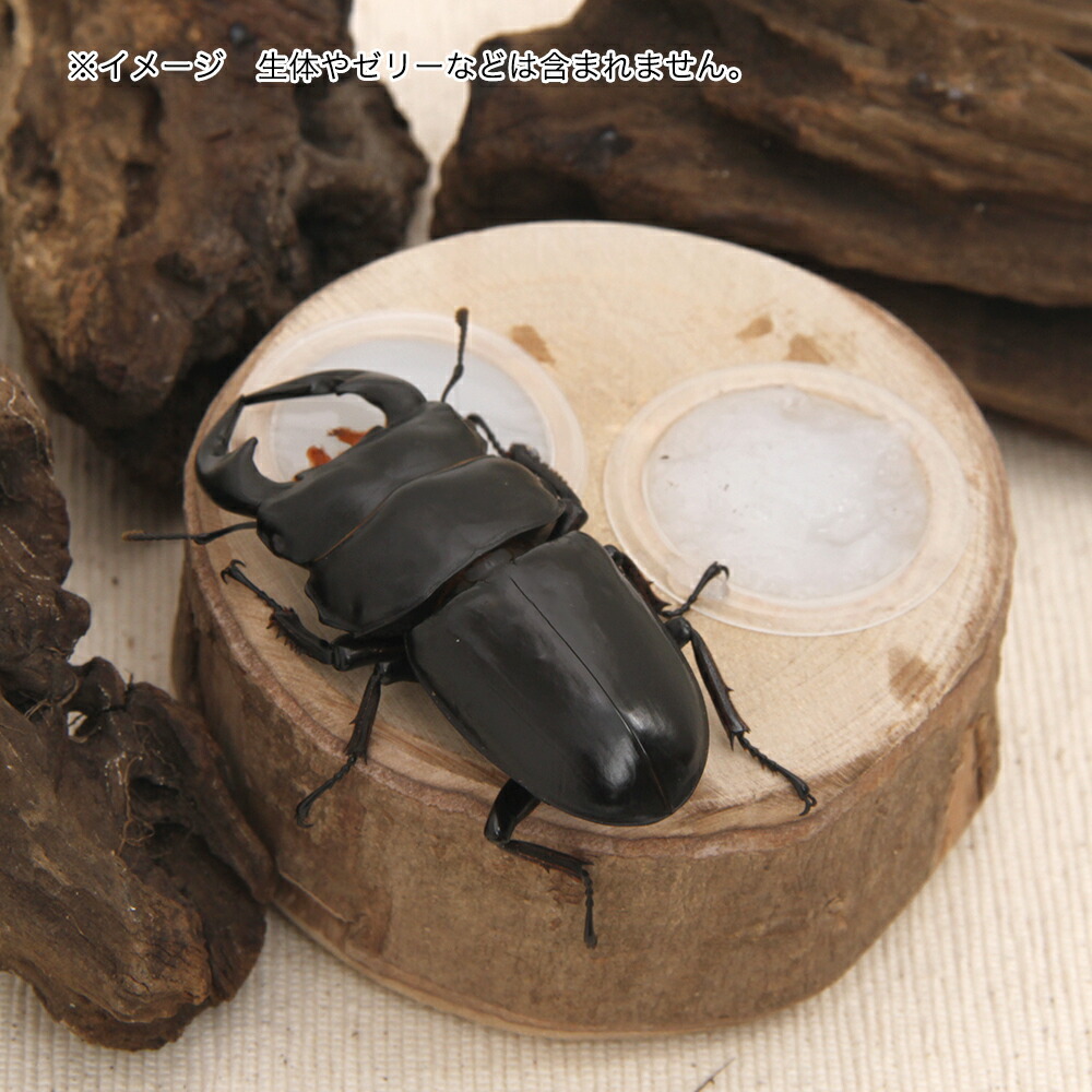 三晃商会 昆虫ゼリー用 木製角皿 浅型ワイドゼリー用 角皿 クワガタ カブトムシ 昆虫ゼリー エサ皿 １６ｇ用 関東当日便 エサ 