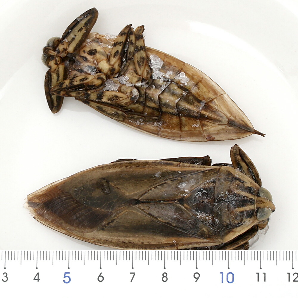 楽天市場 アウトレット品 冷凍 タイワンタガメ ２匹 別途クール手数料 常温商品同梱不可 訳あり Charm 楽天市場店