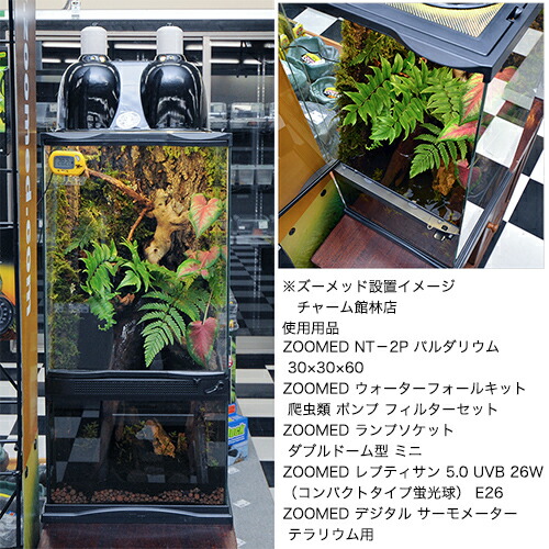 その他 スイレン 同梱不可 中型便手数料 ｚｏｏｍｅｄ ｎｔ ５ｐ パルダリウム ４６ ４６ ９１ 才数２００ テラリウム