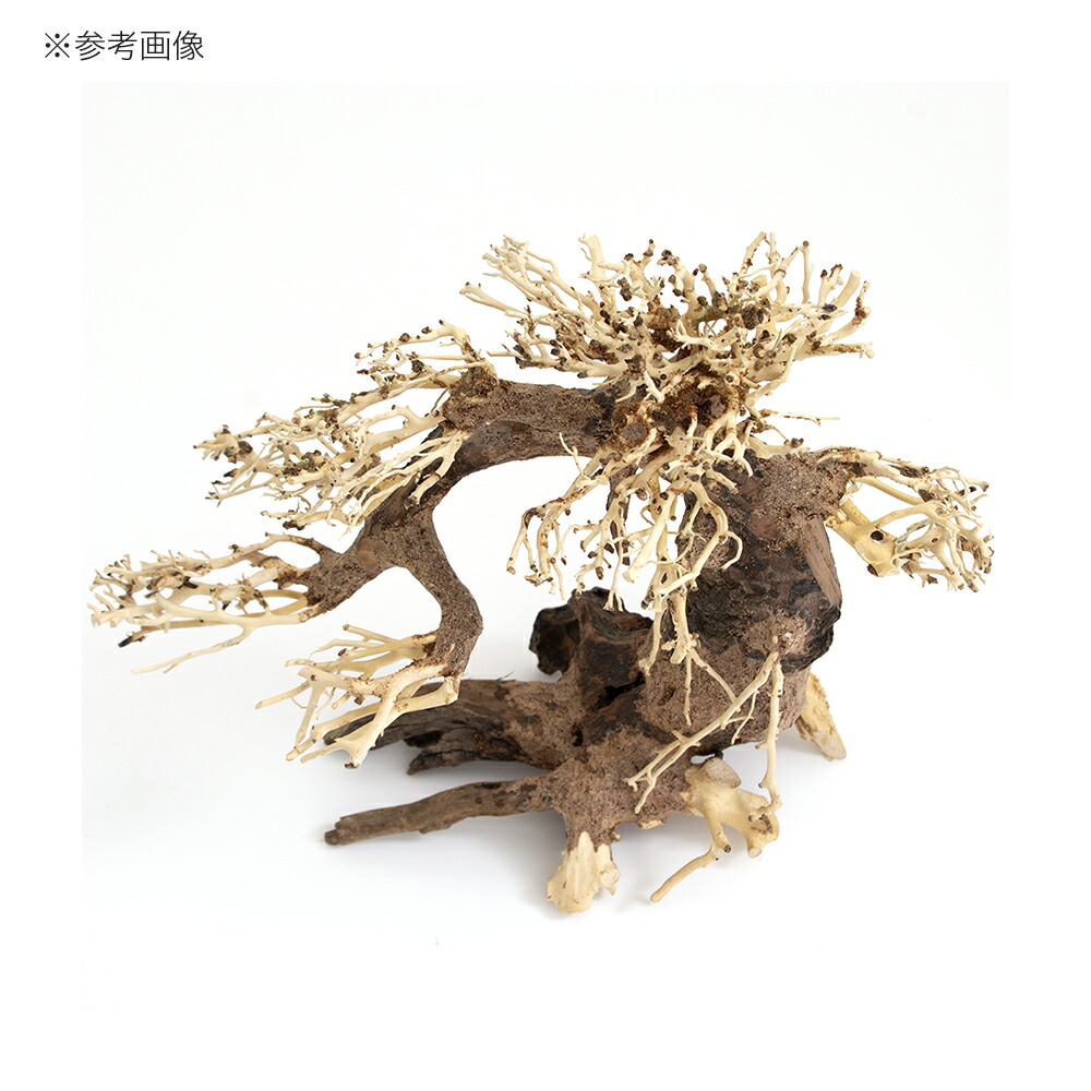 カミハタ 水景 五葉マツ科 流木 活着 レイアウト 水草 沖縄別途送料 関東当日簡牘 Alstoncompany Com