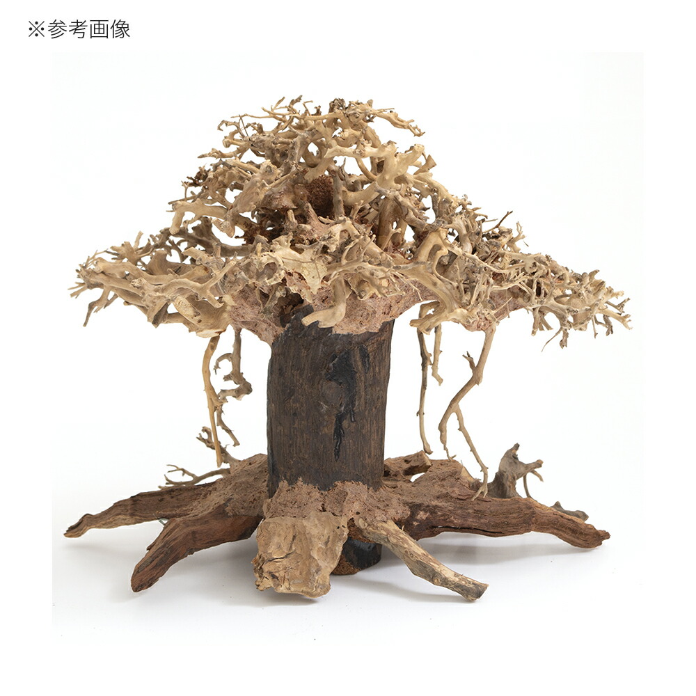 カミハタ 水景 榕樹 ガジュマル 流木 活着 レイアウト 水草 沖縄別途貨物輸送 関東当日雁の便り Daemlu Cl