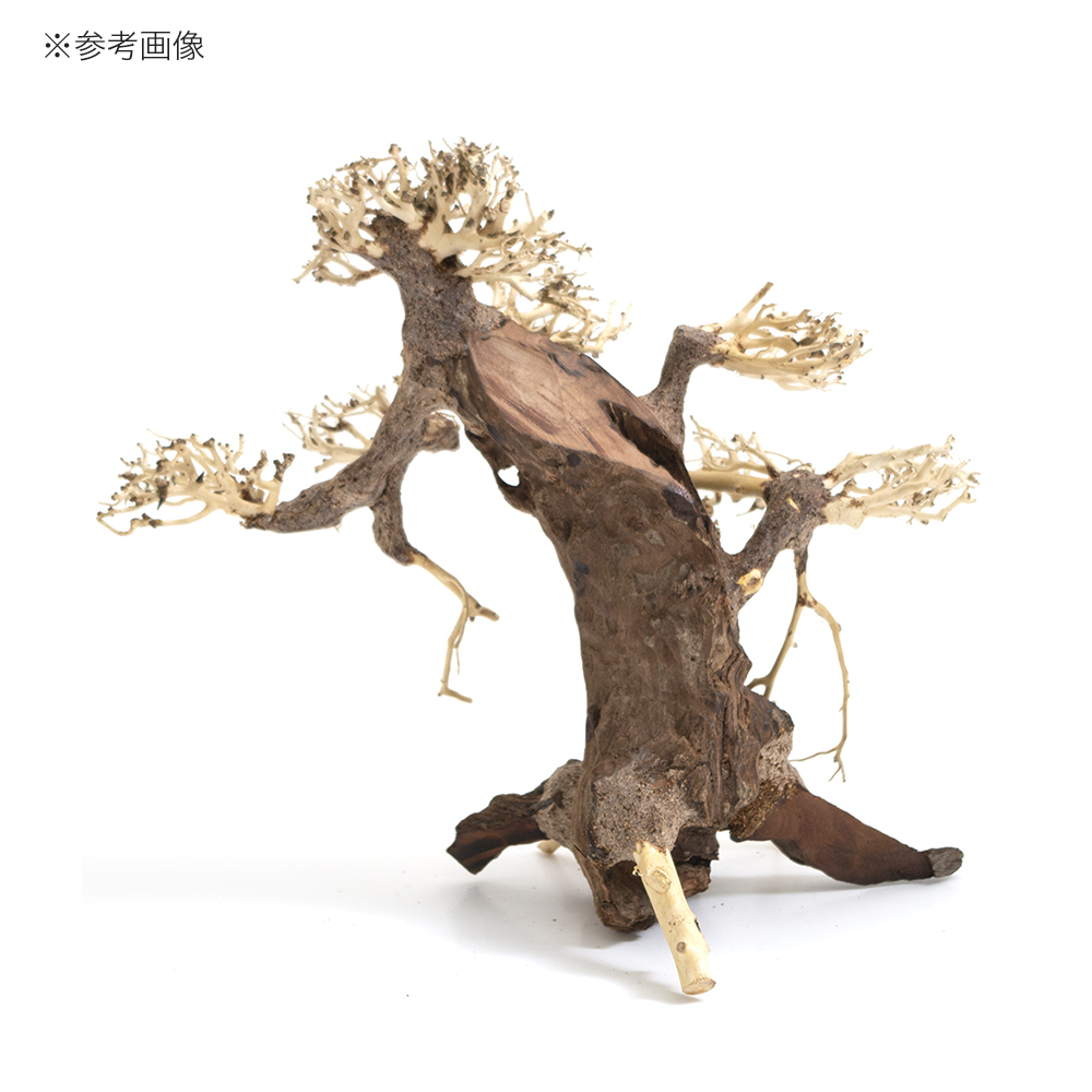 累計販売2万枚突破 カミハタ 水景ｂｏｎｓａｉ 菩提樹 ボダイジュ ｌ 流木 活着 レイアウト 水草 沖縄別途送料 爆売り Www Iacymperu Org