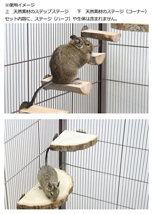 デグーの快適お部屋作り そろえておくと便利なグッズを紹介します デグーと暮らすライフスタイル 動物 ペットブログ