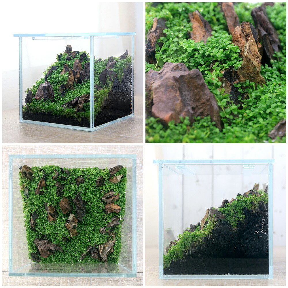 楽天市場 水草 本格派ボトルテラリウムの基礎 ニューラージパールグラスの草原 本州四国限定 Charm 楽天市場店