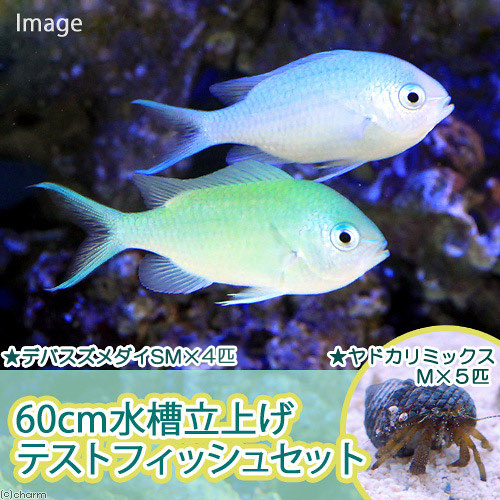 楽天市場】（海水魚）デバスズメダイ Ｍサイズ（１匹） 北海道航空便要保温 : charm 楽天市場店