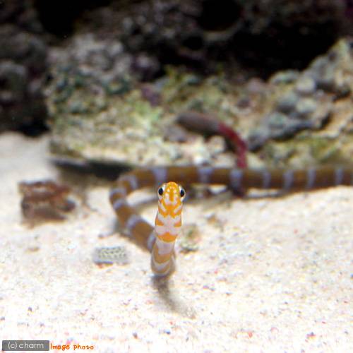 ガーデンイールを飼育してみよう チャーム