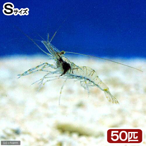 (海水魚)生餌 エサ用エビミックス Sサイズ(50匹) 活餌