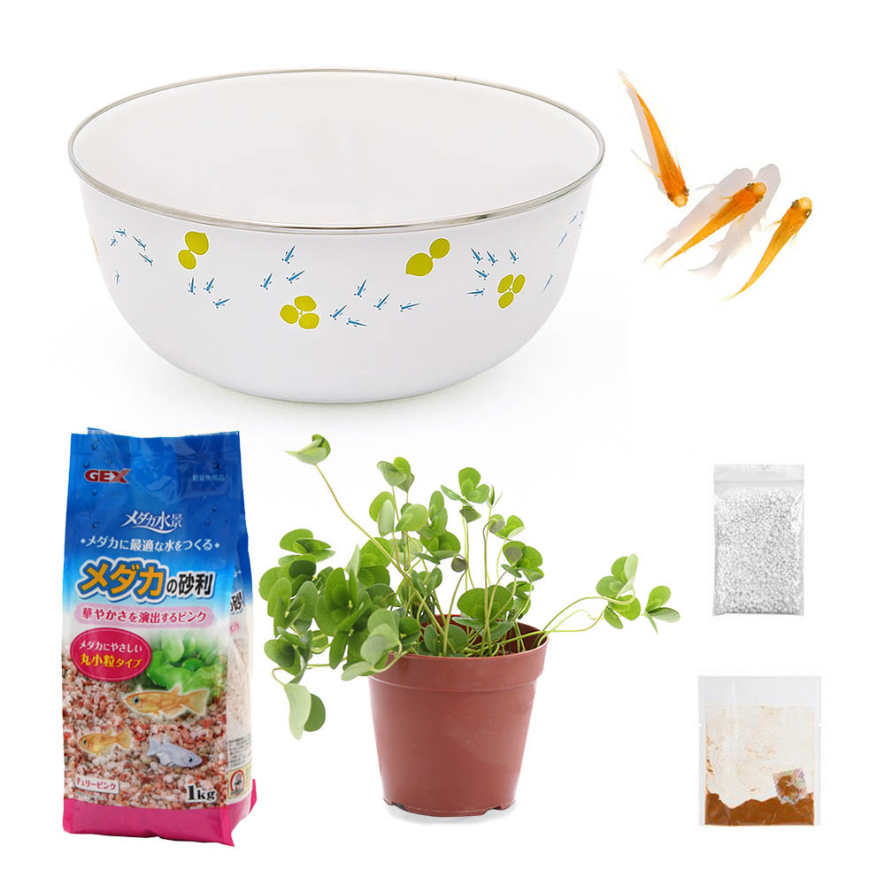 楽天市場 ビオトープ めだか ホーローボールとムチカ 楊貴妃メダカセット 本州四国限定 Charm 楽天市場店