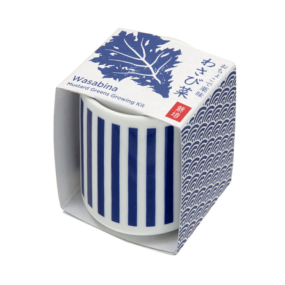 楽天市場 聖新陶芸 おちょこで薬味栽培セット わさび菜 関東当日便 Charm 楽天市場店