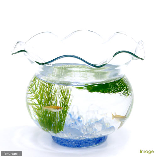 楽天市場 水草 国産 無農薬マツモ １０本 Charm 楽天市場店