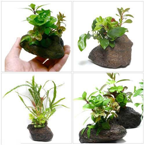 (水草)Plants Arrangement ザ ボンサイ トリニティ(3種セット) 北海道航空便要保温 (水草)Plants Arrangement ザ ボンサイ トリニティ(3種セット) 北海道航空便要保温