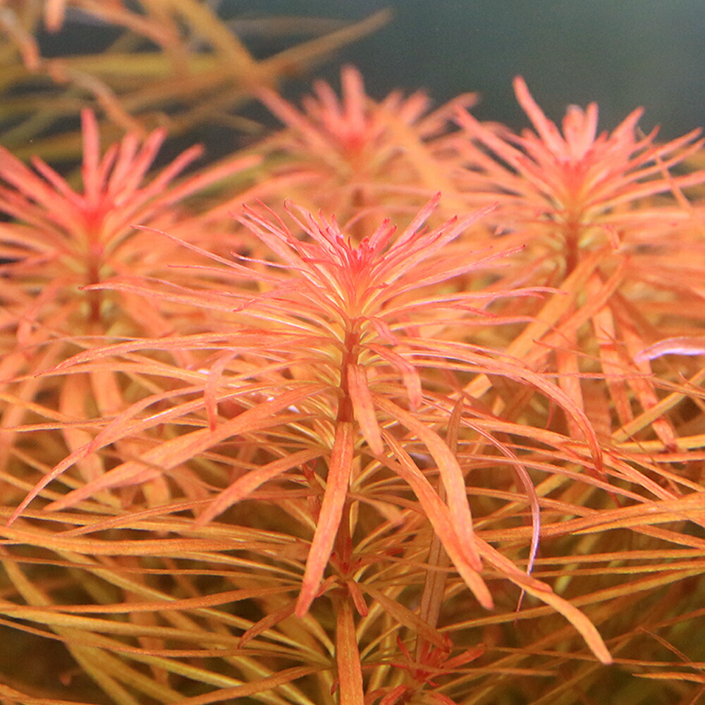 楽天市場】（水草）ルドウィジア レペンス ルビン（水中葉）（無農薬