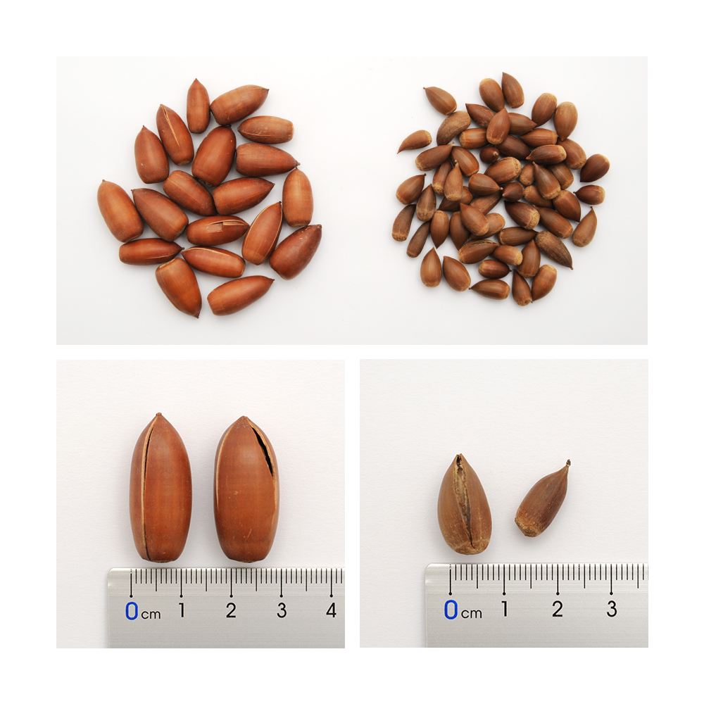 楽天市場 国産 どんぐりミックス １００ｇ 鳥 リス用おもちゃ 無添加 無着色 関東当日便 Charm 楽天市場店