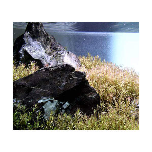 レビュー高評価のおせち贈り物 水草 ６０ｃｍ水槽用 ロタラｓｐ ワイナード 水上葉 無農薬 １００本 風山石 草原セット 本州四国限定