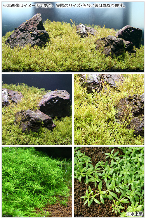 水草 水槽用 ベトナムゴマノハグサ 水上葉 無農薬 本 風山石 草原セット 本州四国限定 Marcsdesign Com