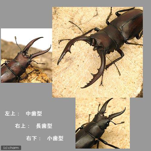 楽天市場 昆虫 国産ノコギリクワガタ 成虫 ６５ ６７ｍｍ １ペア Charm 楽天市場店