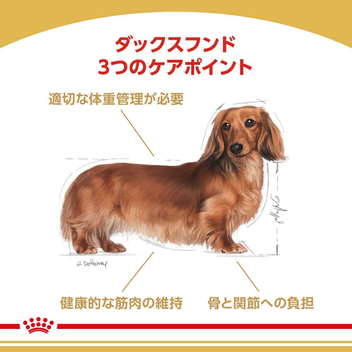 消費期限 22 10 24 犬用品 ロイヤルカナン ダックスフンド 成犬用 ３ｋｇ ３袋 ドッグフード お一人様５点限り 沖縄別途送料 ジップ付 関東当日便 Charm 店