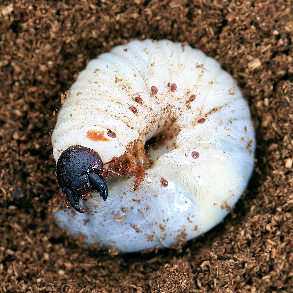 楽天市場 昆虫 グラントシロカブト アリゾナ産 幼虫 ３令 １ペア 外国産カブトムシ Charm 楽天市場店