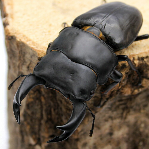 昆虫 昆虫 国産オオクワガタ 兵庫県阿古谷産 極太 成虫 オス７５ｍｍ メス４８ｍｍ 顎幅５ ９ｍｍ １ペア 沖縄別途送料 Charm 店