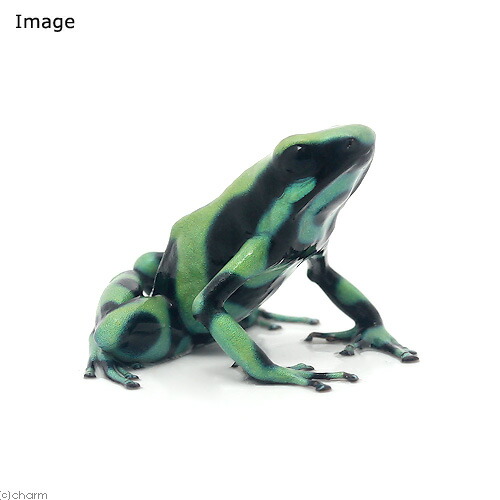 （両生類）マダラヤドクガエル　カウイータ&ldquo;ｃａｈｕｉｔａ&rdquo;　ＣＢ個体（１匹）｜charm 店
