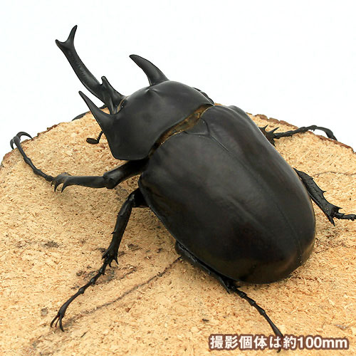 楽天市場 昆虫 レックスゾウカブトムシ ペルー イキトス産 幼虫 初 ２令 １匹 Charm 楽天市場店